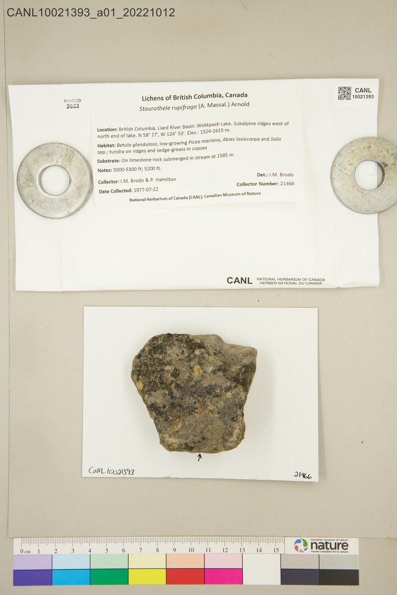 Wart Lichen