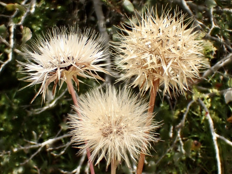 Grassland Silverpuffs photo 3