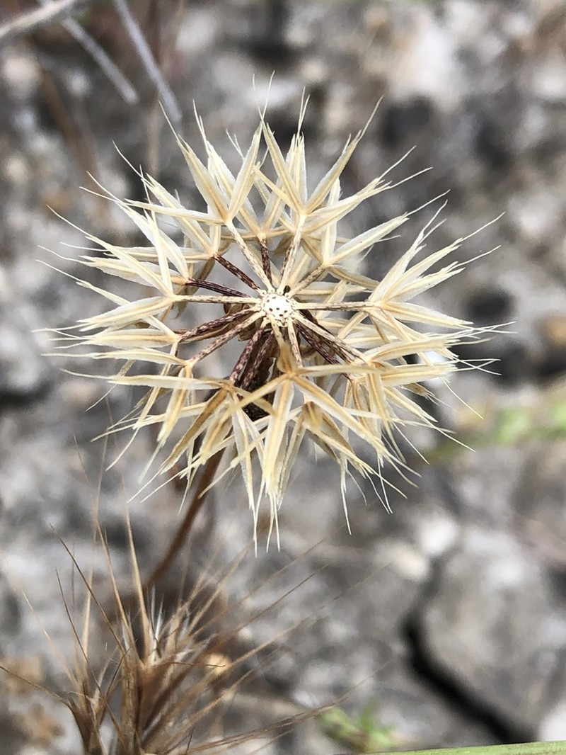 Grassland Silverpuffs photo 4