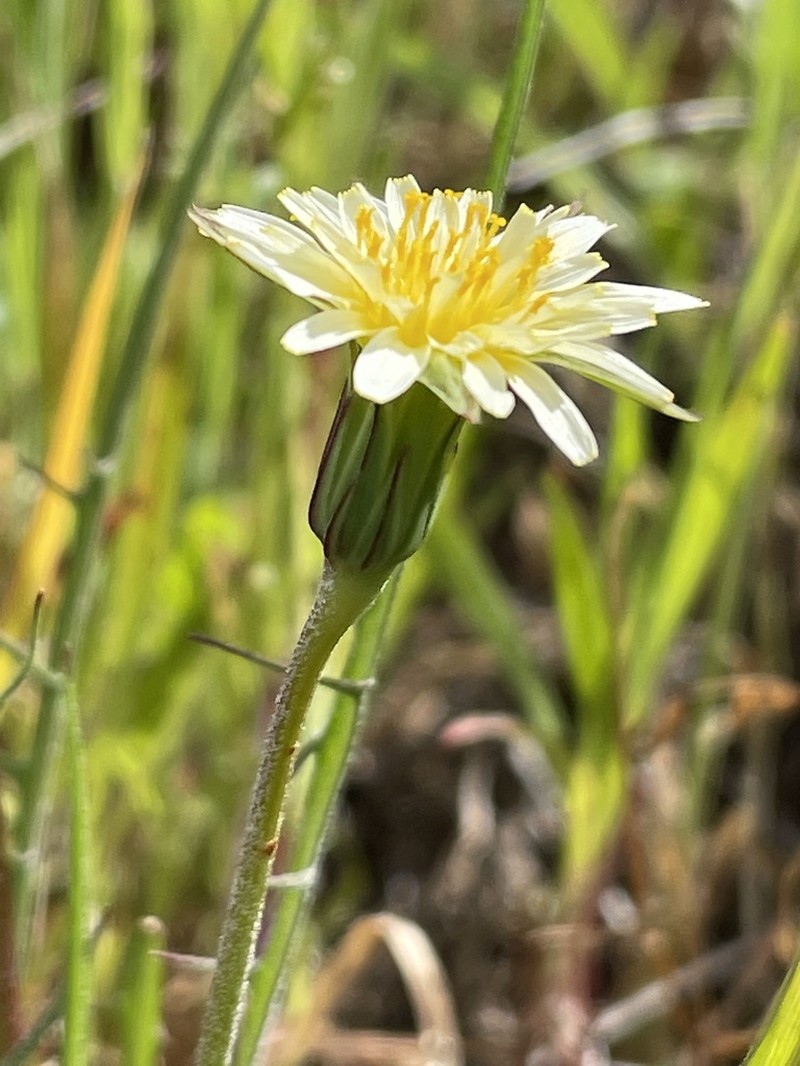 Grassland Silverpuffs photo 5