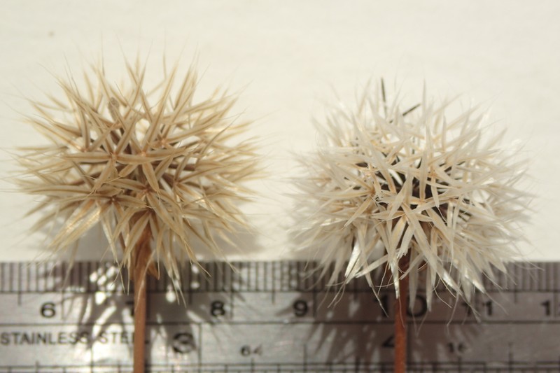 Grassland Silverpuffs photo 6