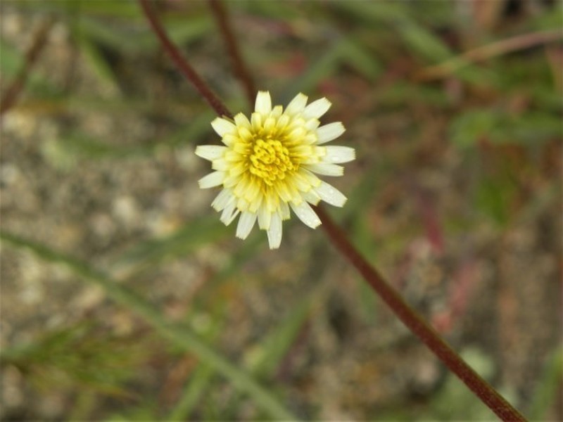Grassland Silverpuffs photo 7