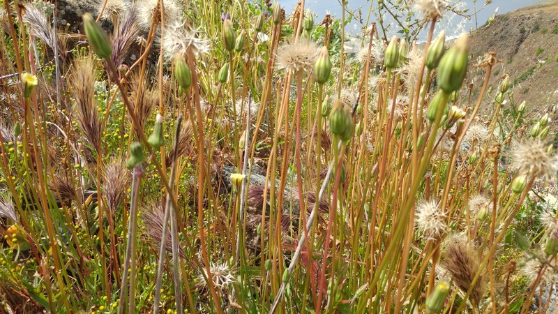 Grassland Silverpuffs