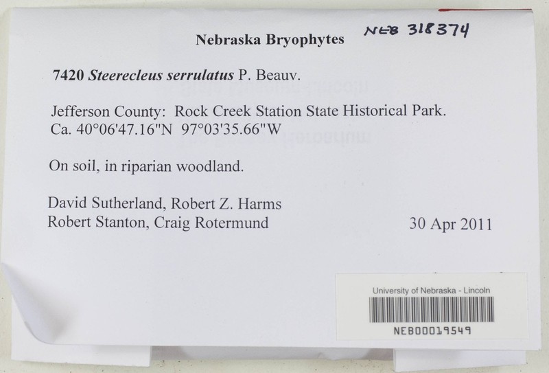 Steerecleus Moss