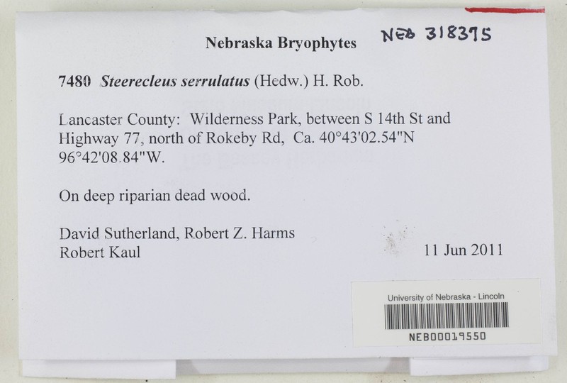 Steerecleus Moss photo 2