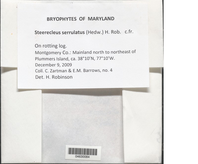 Steerecleus Moss photo 3