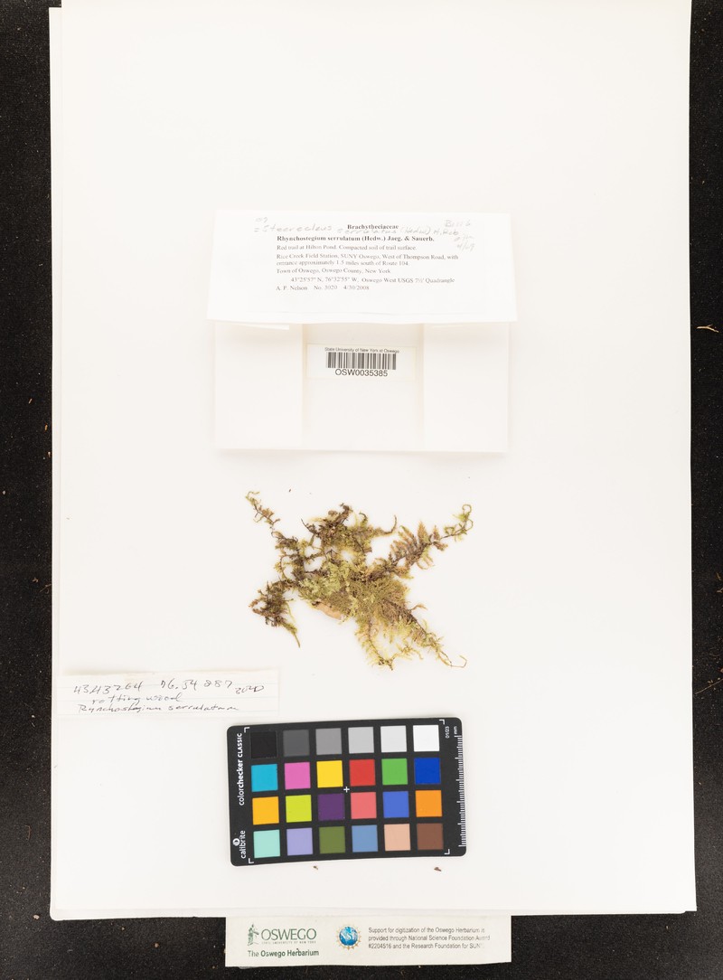 Steerecleus Moss photo 4