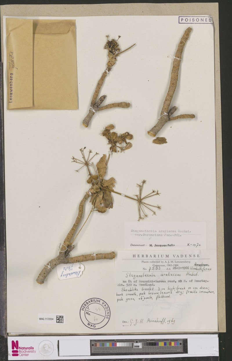 Steganotaenia araliacea var. daramolana