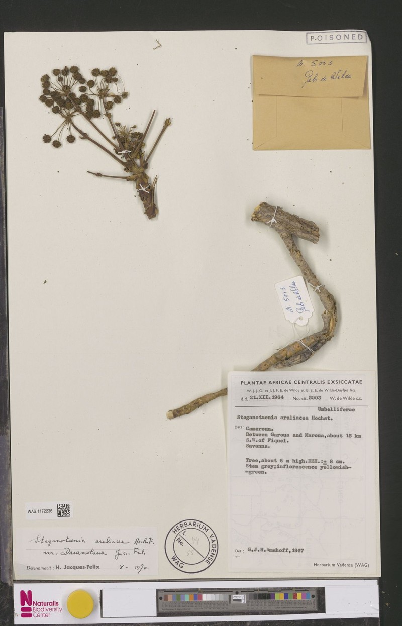 Steganotaenia araliacea var. daramolana photo 2