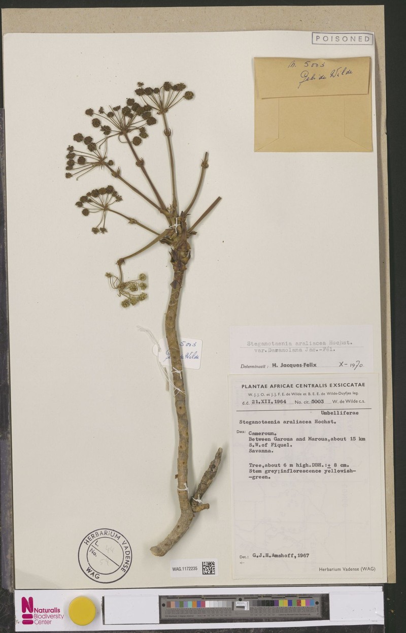 Steganotaenia araliacea var. daramolana photo 3