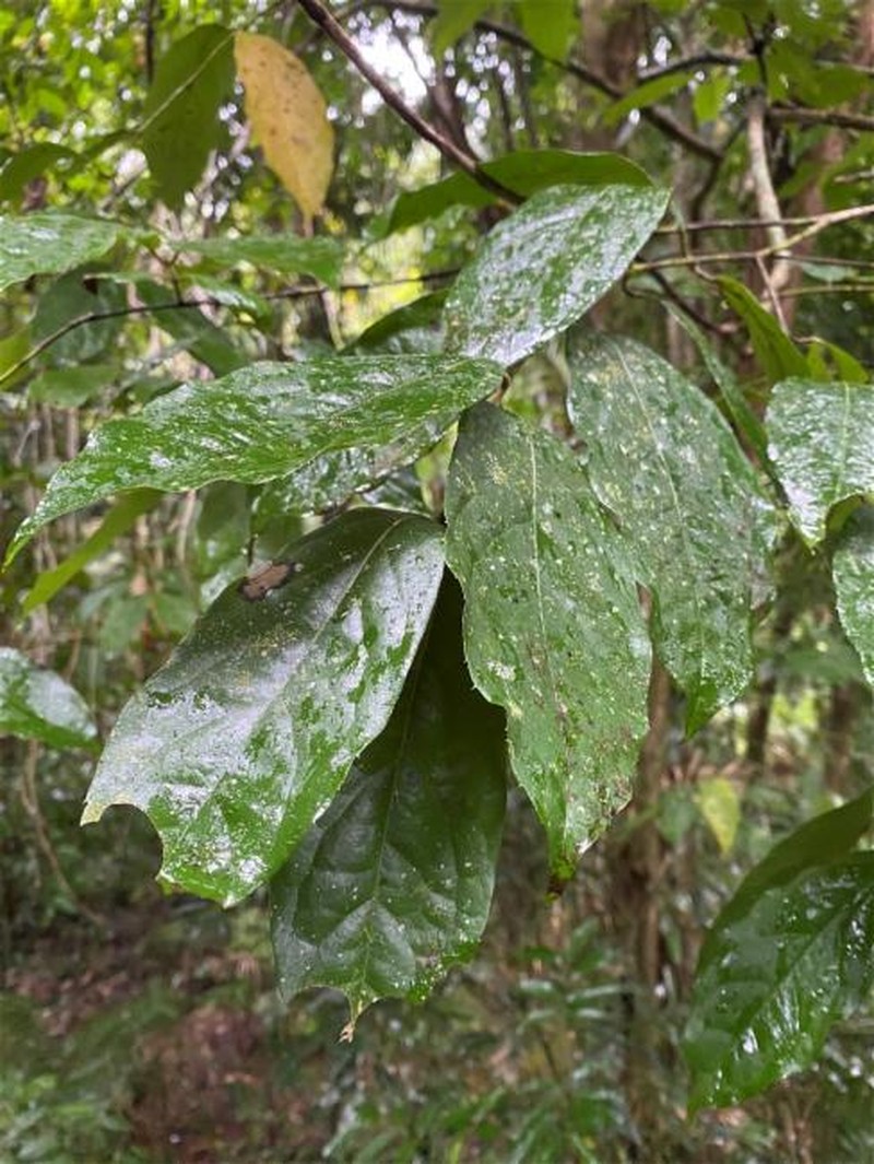 Steganthera laxiflora subsp. laxiflora photo 2
