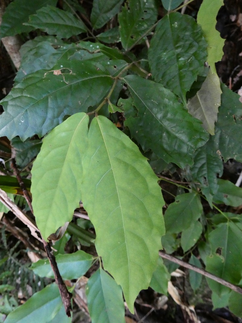 Steganthera laxiflora subsp. laxiflora