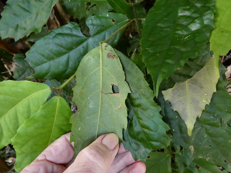 Steganthera laxiflora subsp. laxiflora photo 3