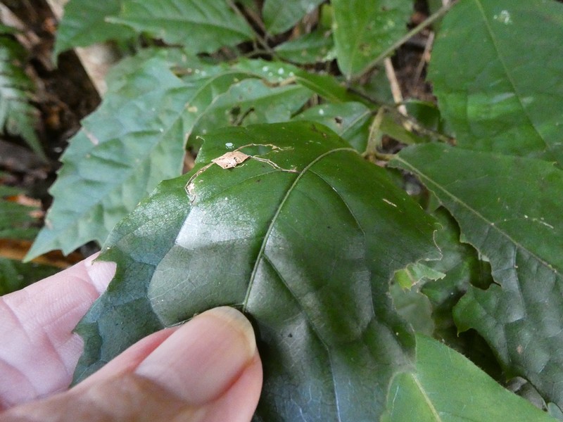 Steganthera laxiflora subsp. laxiflora photo 4