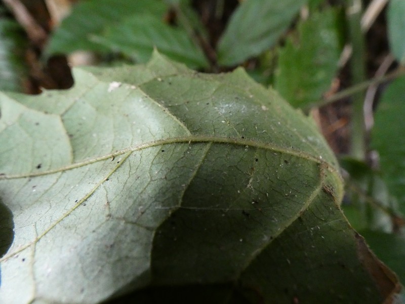 Steganthera laxiflora subsp. laxiflora photo 5
