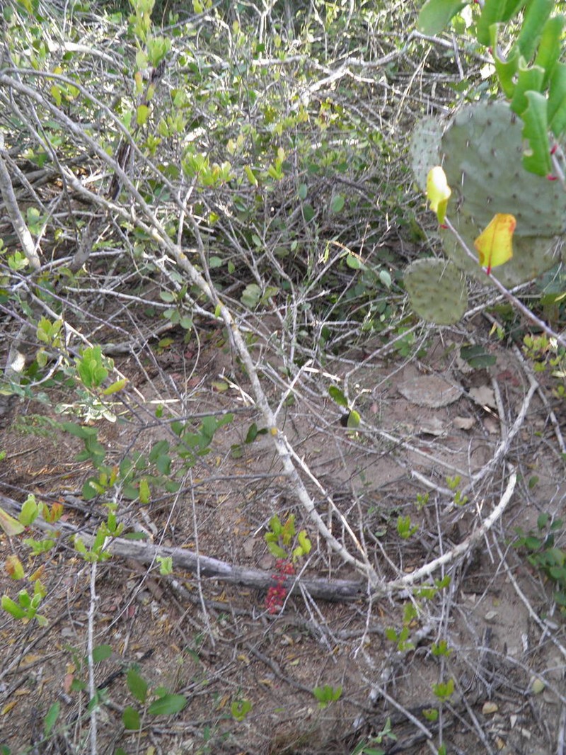 Cuban Tangle photo 5