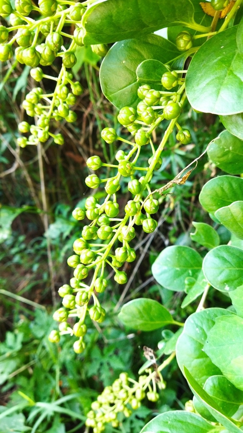Cuban Tangle photo 8