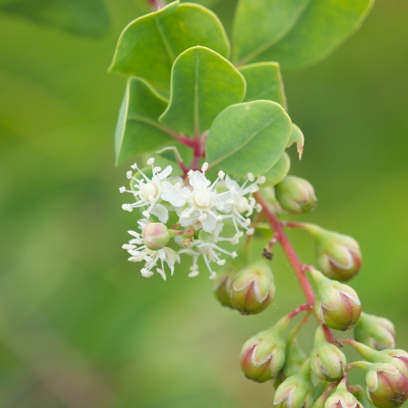 Stegnosperma halimifolium