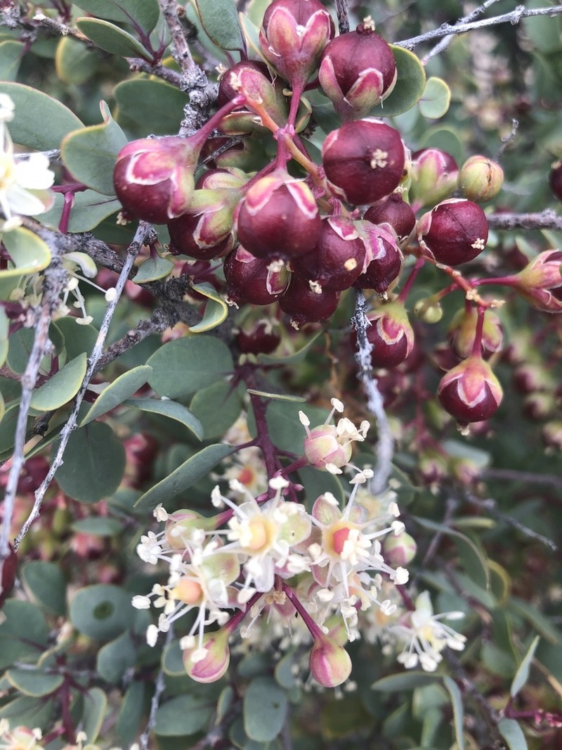 Stegnosperma halimifolium photo 2