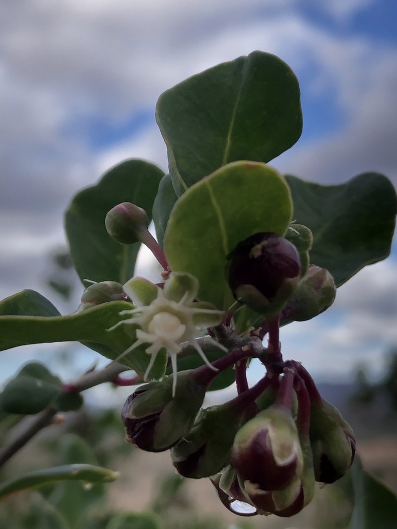 Stegnosperma halimifolium photo 3