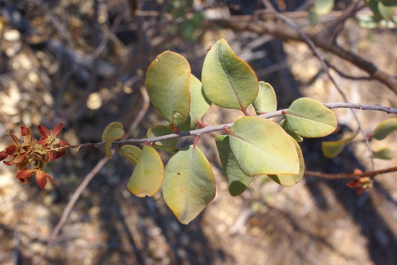 Stegnosperma halimifolium photo 4