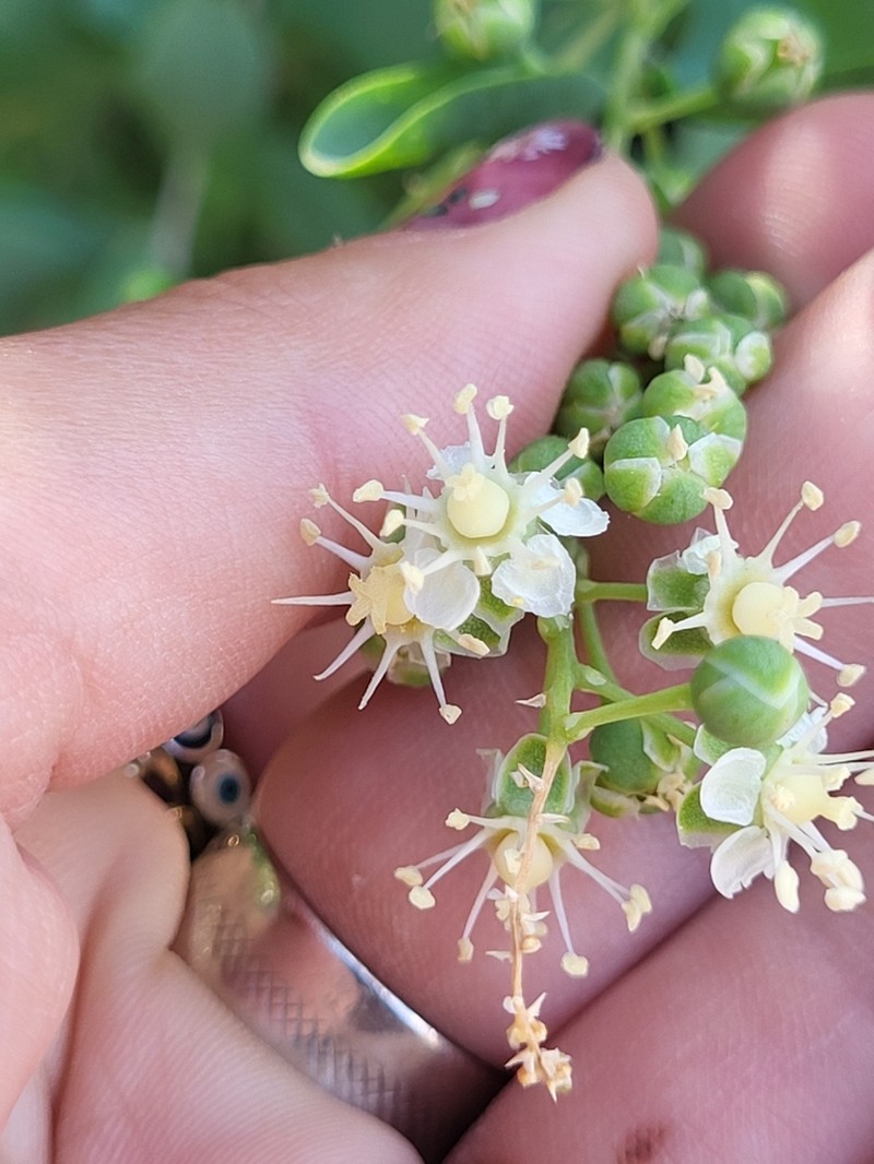 Stegnosperma halimifolium photo 5