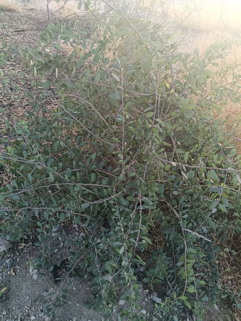 Stegnosperma halimifolium photo 7