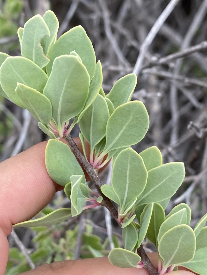 Stegnosperma halimifolium photo 8