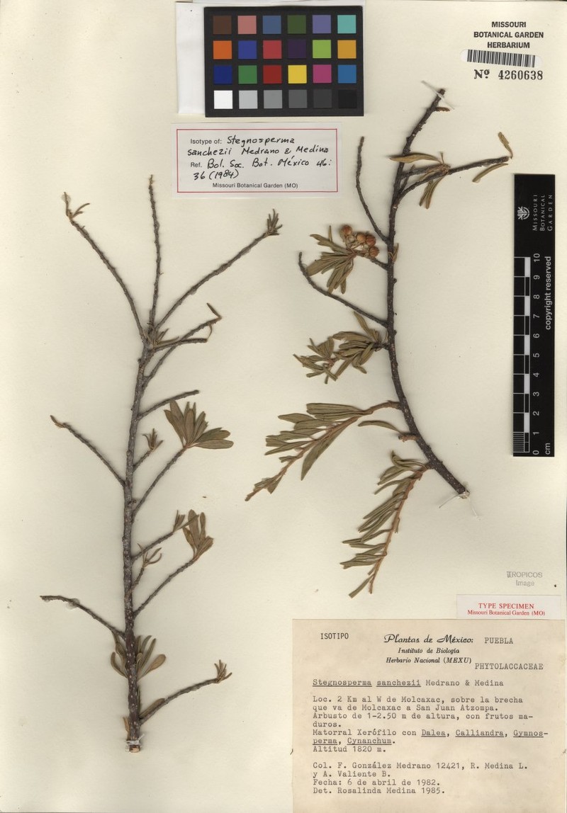 Stegnosperma sanchezii