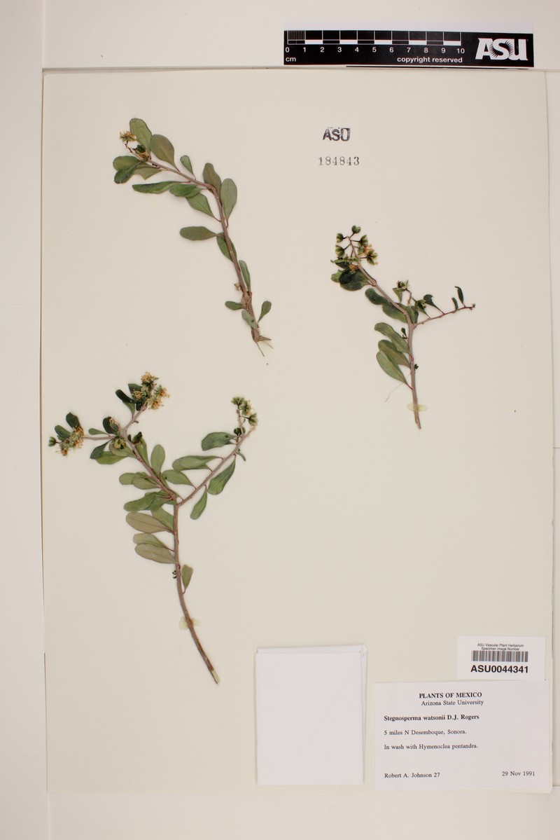 Stegnosperma watsonii photo 2