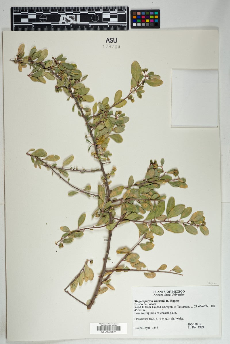 Stegnosperma watsonii photo 3