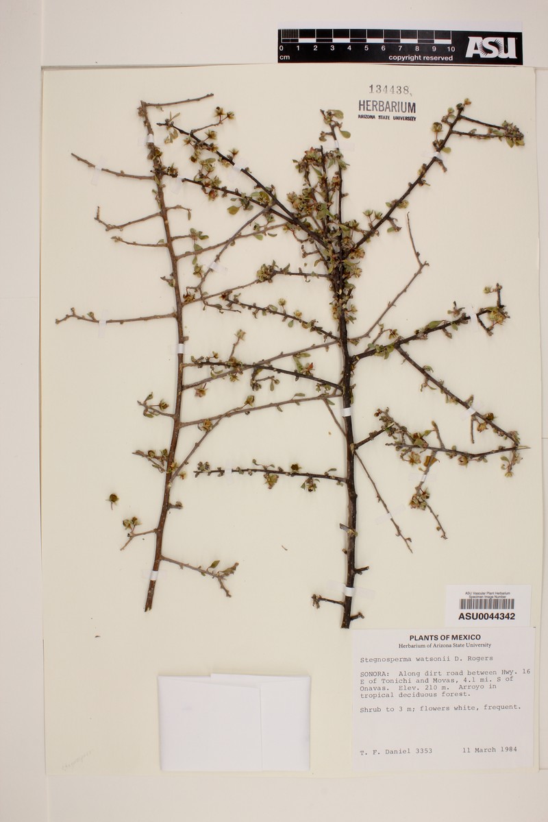 Stegnosperma watsonii photo 4