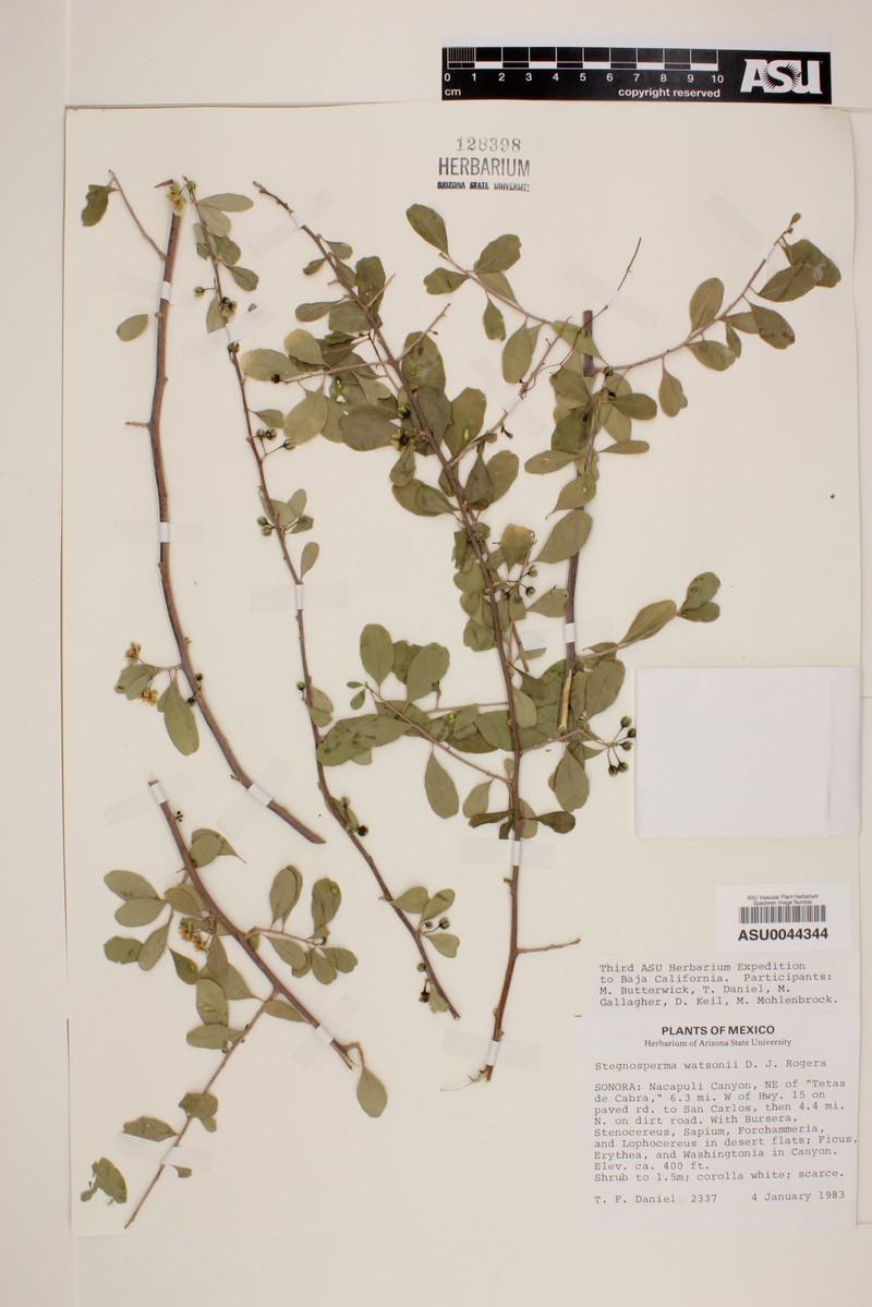 Stegnosperma watsonii photo 5