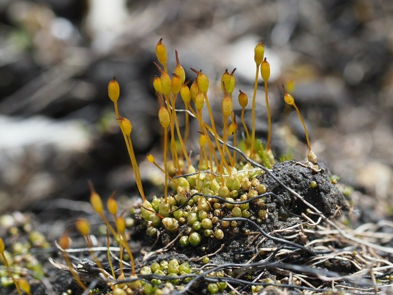Wideleaf Stegonia Moss