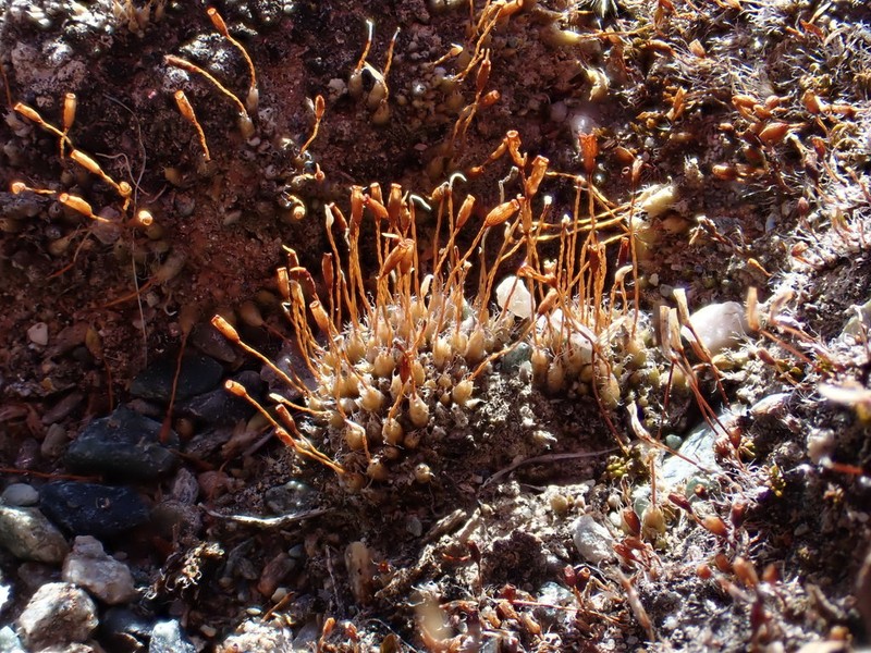 Wideleaf Stegonia Moss photo 2