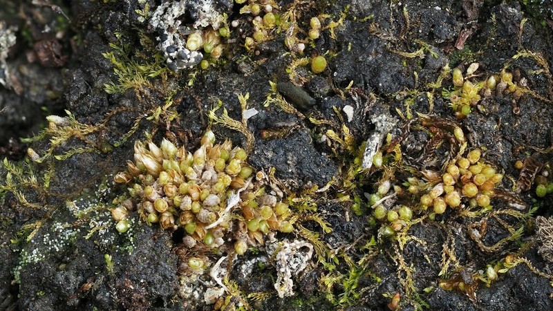 Wideleaf Stegonia Moss photo 3