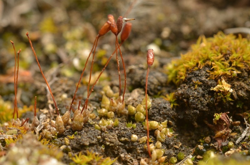 Wideleaf Stegonia Moss photo 4