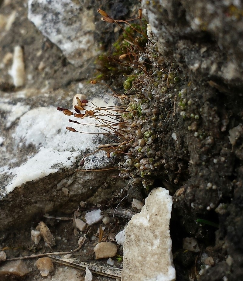 Wideleaf Stegonia Moss photo 5