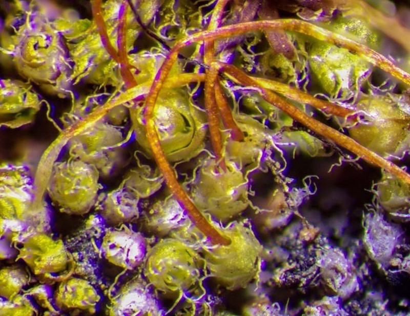 Wideleaf Stegonia Moss photo 6