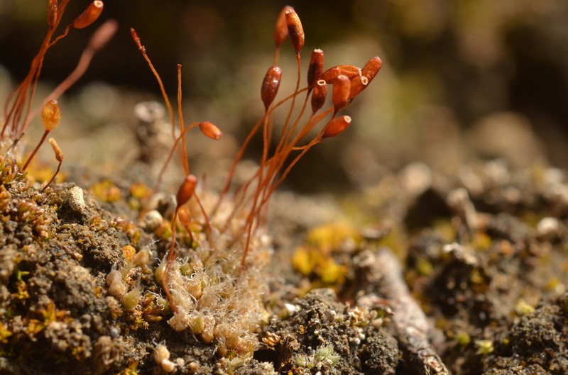 Wideleaf Stegonia Moss photo 7