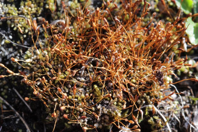 Wideleaf Stegonia Moss