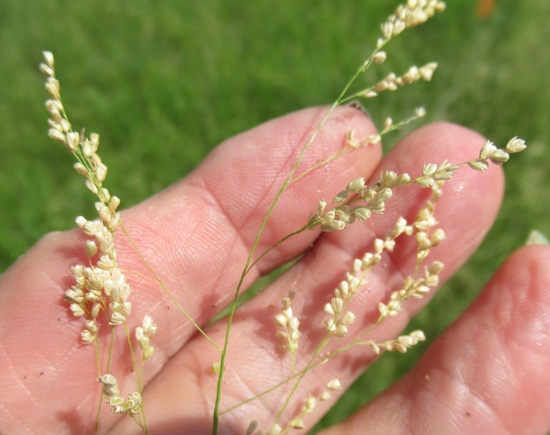 Gaping Grass