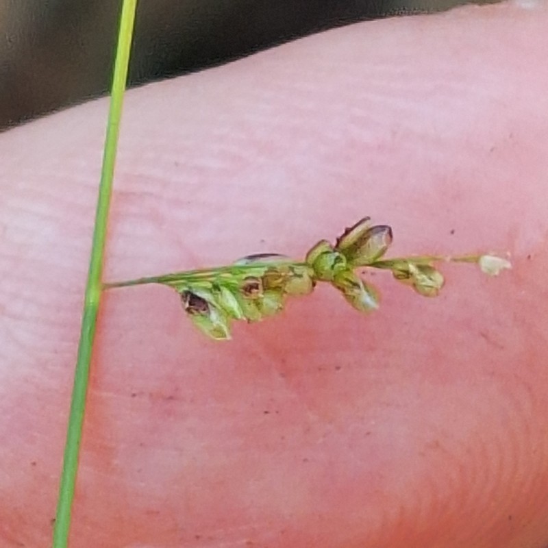 Gaping Grass photo 2