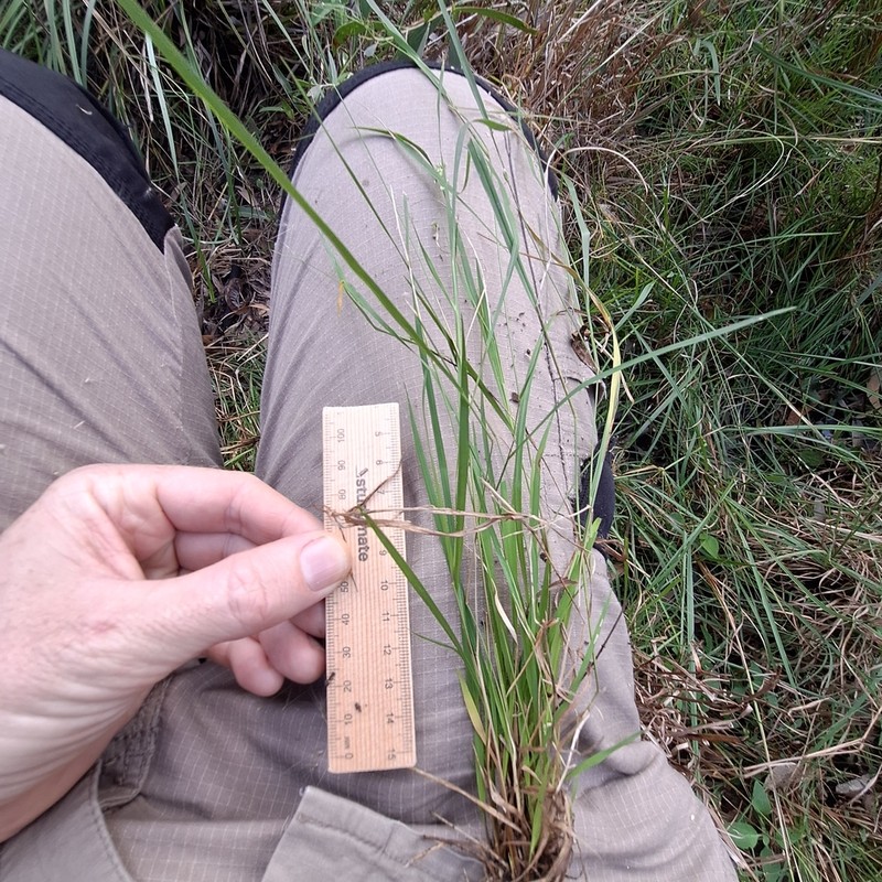 Gaping Grass photo 3