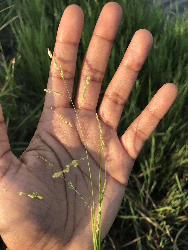 Gaping Grass photo 4