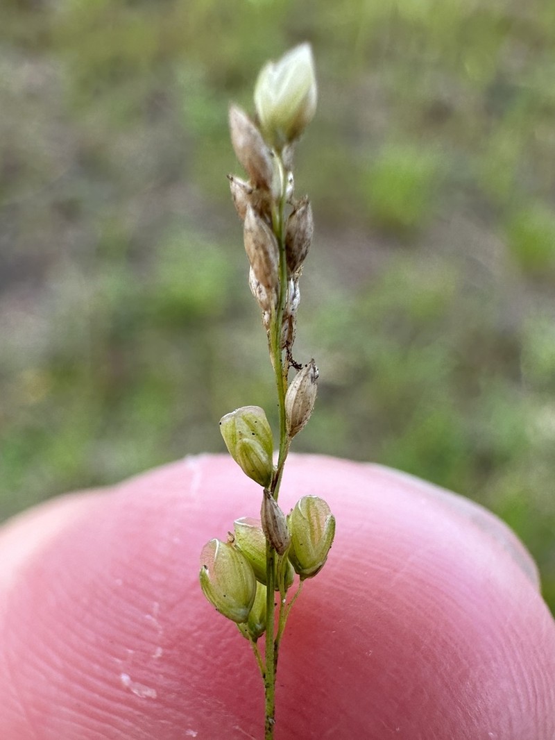 Gaping Grass photo 5