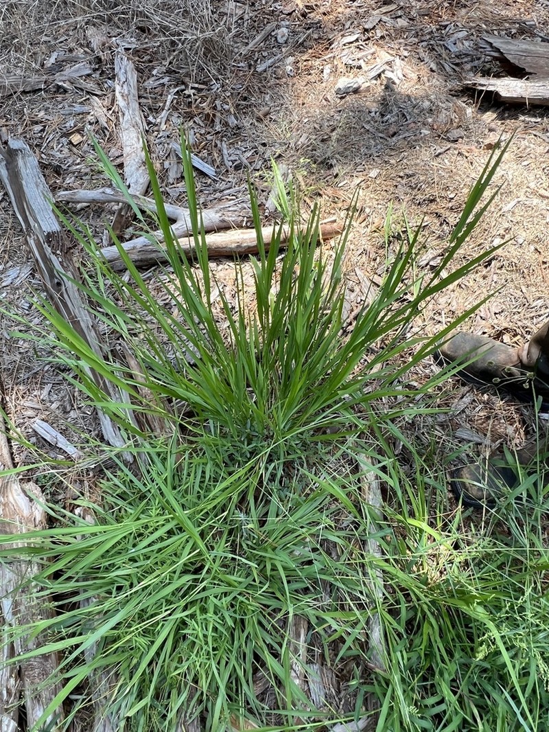Gaping Grass photo 6