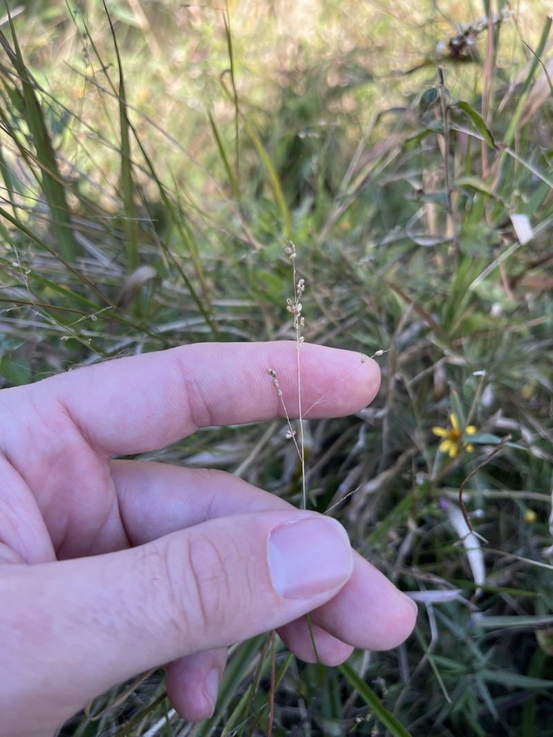 Gaping Grass photo 7