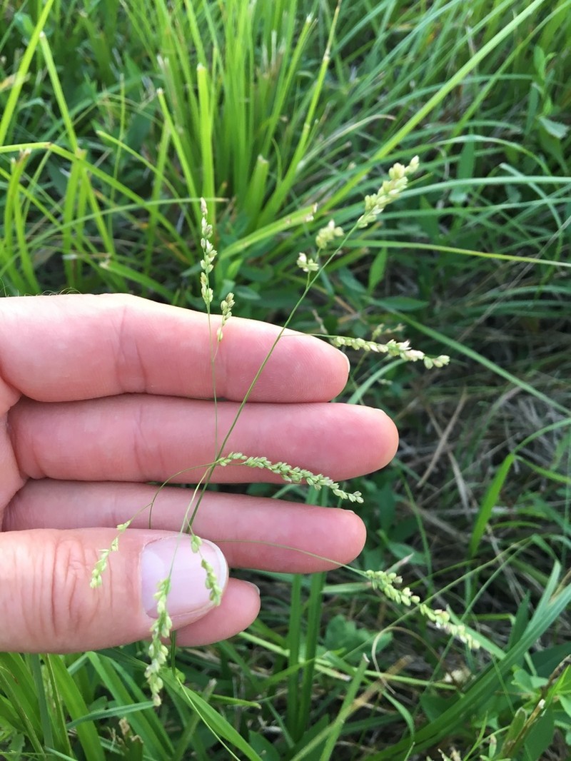 Gaping Grass photo 8