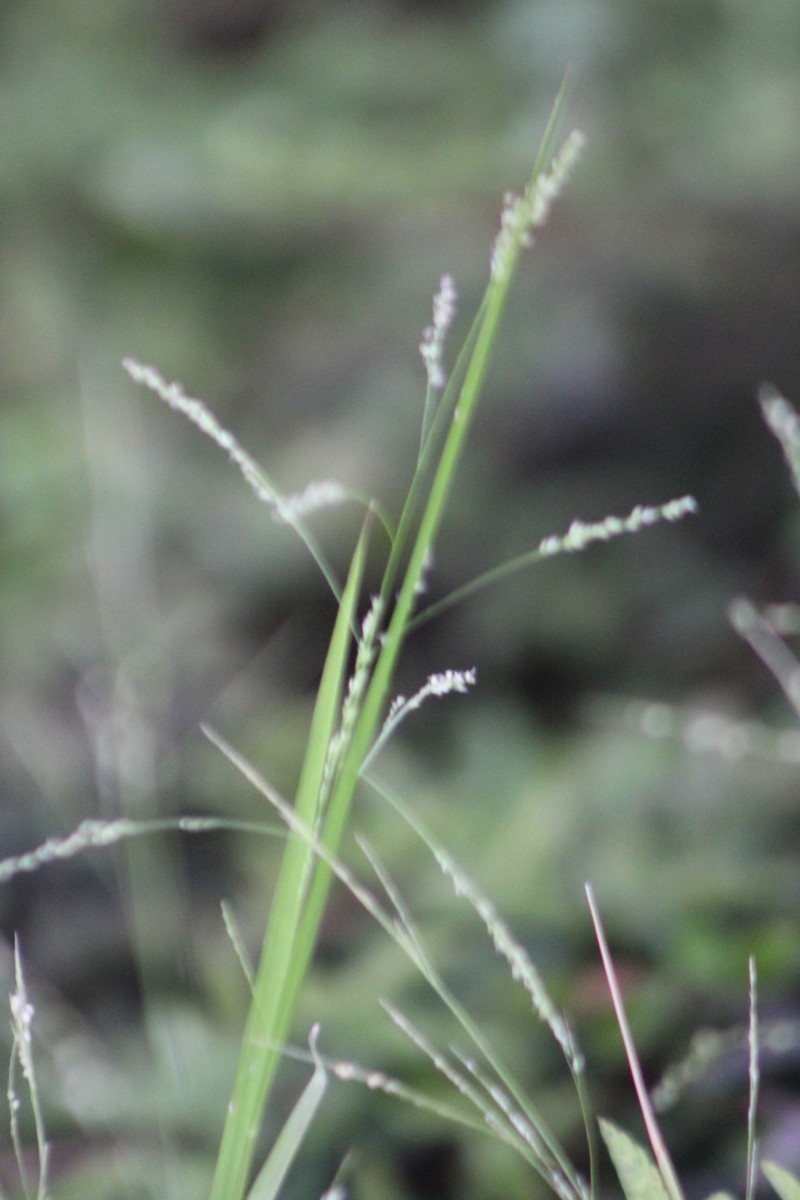 Gaping Grass photo 2